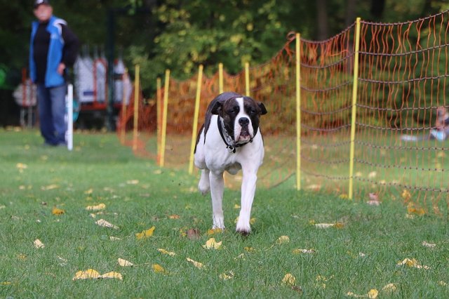 Herbstfest 2019